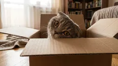 Dlaczego koty są tak ciekawe świata — to coś więcej niż tylko zainteresowanie nowymi rzeczami